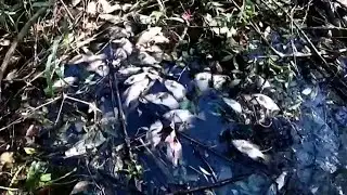 State finds 24 ‘possible violations’ after massive Winter Springs fish kill