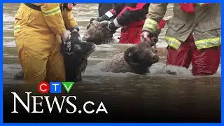State of emergency in Comox Valley from flooding