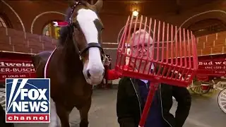 Steve Doocy explores Budweiser