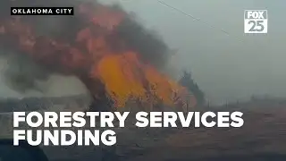 Stitt considers cutting the Oklahoma Forestry Services