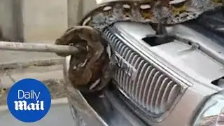 Stomach-churning moment 12ft-long python is pulled from car engine