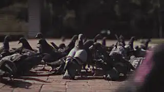 STRANGE TALK S05E07 COFFINS, CRYPTIDS, AND SPY PIGEONS; OH MY!