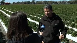 Strawberry farmers share methods to shield crops from chilly weather