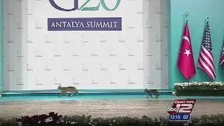 Stray cats scurry across G20 summit stage