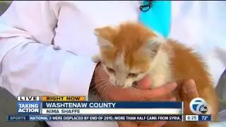 Stray Kitten Interrupts a News Broadcast and Immediately Gets Put on TV