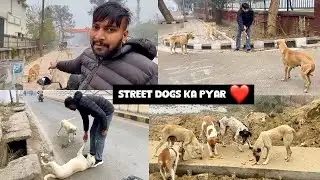 Street Dogs Love ❤️ || Vlogs