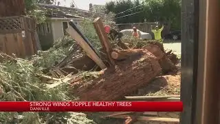 String winds topple healthy trees