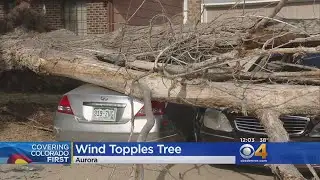 Strong Wind Topples Tree Onto Cars