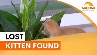 Studio kitten rescued after hour-long search | Sunrise