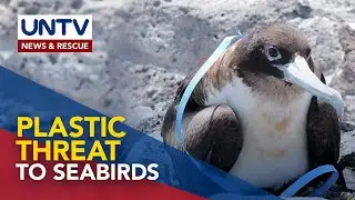 Study confirms plastic pollution a global threat to seabirds