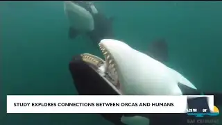 Study explores connection between orcas and humans