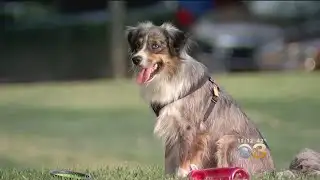 Study Finds Dog Owners Live Longer
