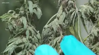 Study links high-potency cannabis to psychosis and schizophrenia