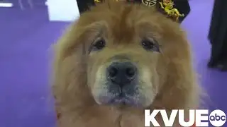 Study shows some dogs can learn new words by overhearing owners