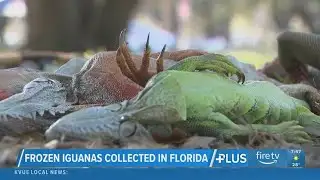 Stunned iguanas fall from Florida trees during cold snap