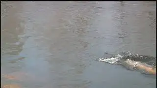 Sturgeon spawn slowing down along the Bamboo Bend in Shiocton
