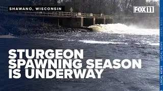 Sturgeon spawning underway with activity below Shawano Dam