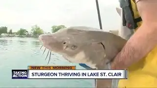 Sturgeon thriving in Lake St. Clair