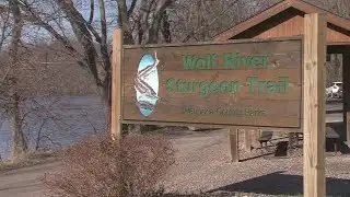 Sturgeon Trail Spawning Underway