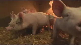 STV North Lunchtime News