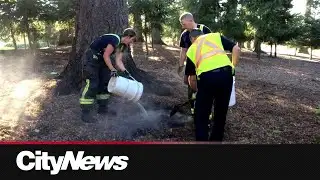 Surrey mayor concerned after hundreds of brush fires