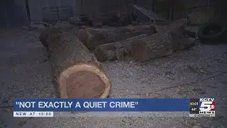 Suspected illegal lumberjacks steal walnut trees from private properties in Cass County