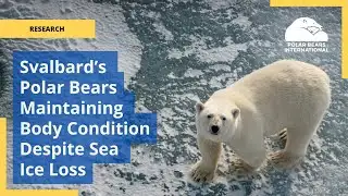 Svalbard’s Polar Bears Maintaining Body Condition Despite Sea Ice Loss