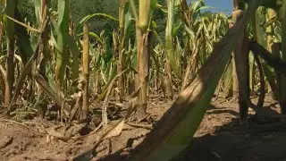 Swelling deer herds eating Minnesota farmers’ profits