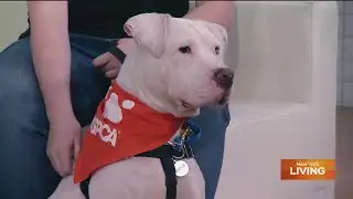 Tail waggin Tuesday: Meet Appletini