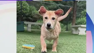 Tail waggin Tuesday: Meet Picoletta