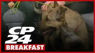 Take me Home Tuesdays | Marcus is up for adoption