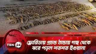 ফ্লোরিডায় প্রচন্ড ঠান্ডায় গাছ থেকে ঝরে পড়ল শতশত ইগুয়ানা | TBN24 NEWS | Florida | Iguanas