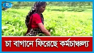 সিলেটের চা বাগানের পরিস্থিতি খবর জানাতে সরাসরি | Tea | Sylhet | Live | Rtv News