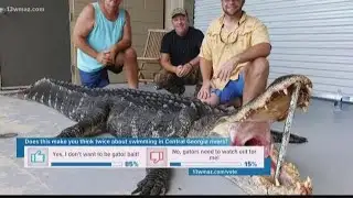 Telfair men catch 600-pound gator
