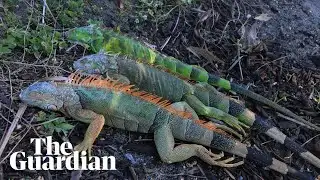 Temperature drop leaves Florida iguanas 
