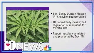 Tennessee committee to consider medical marijuana study
