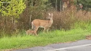 Tennessee deer hunters face new rules on drones and baiting