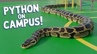 Terrifying Moment: Giant Python Found Roaming Near School Campus in South Carolina!