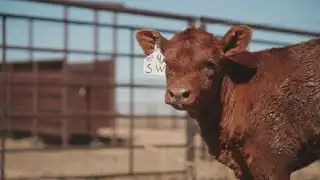 Texas cattle industry faces crisis amid Panhandle wildfires