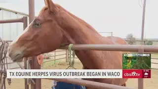 Texas equine herpes virus outbreak in Waco
