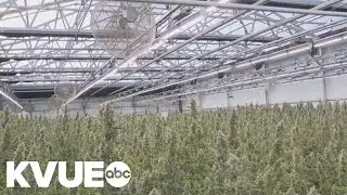 Texas hemp industry braces for significant fees amid new regulatory push