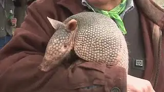 Texas icon Bee Cave Bob, an armadillo, predicts an early spring