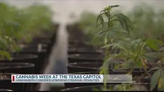 Texas legislature considers bills that lessen penalties for cannabis possession, increase access to