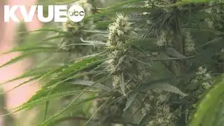 Texas Senate committee advances bill to ban THC