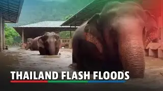 Thai sanctuary struggles to save elephants after flash floods | ABS-CBN News