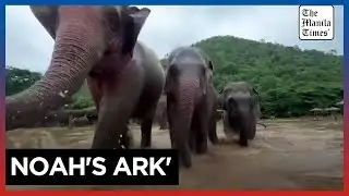 Thai sanctuary struggles to save elephants, animals after flash floods