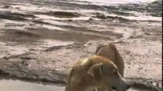 thatta ajaz waryo sujawal city selab