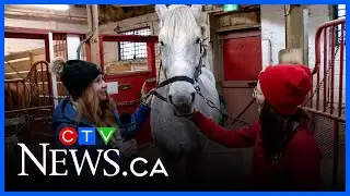 The benefits of equine therapy