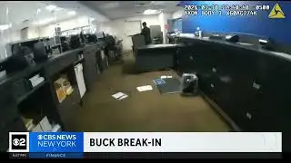 The Buck Stops Here! 🦌 Wild Deer Breaks Into Long Island Bank
