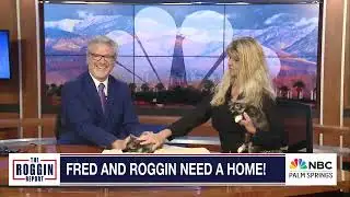 THE CONVERSATION - FURRY FRIDAYS